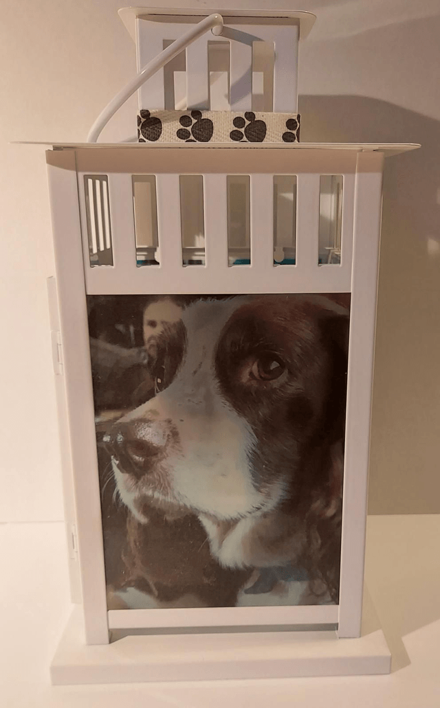 Pet Lantern 