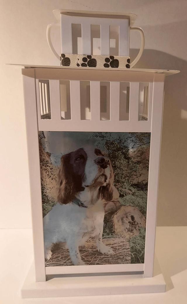 Pet Lantern 