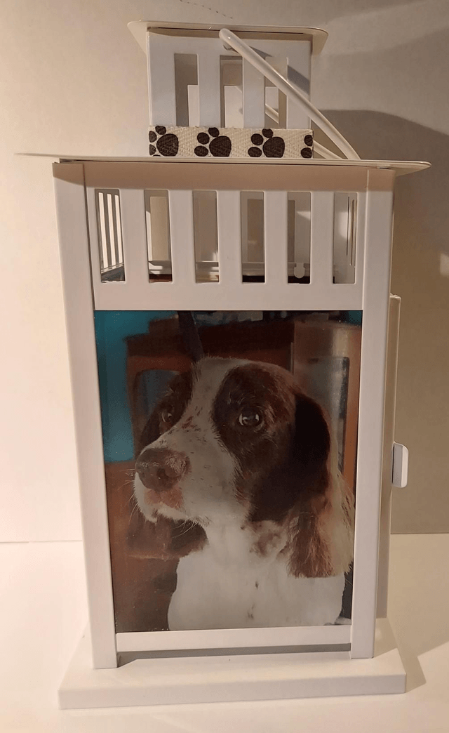 Pet Lantern 